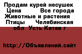 Продам курей несушек › Цена ­ 350 - Все города Животные и растения » Птицы   . Челябинская обл.,Усть-Катав г.